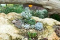 Succulents and cactus in a garden. Echeveria, a stone rose and other cactuses in composition on the stone. Horizontal