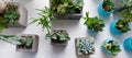 Succulents, cactus, Haworthia and attenuata on white table