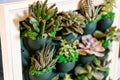 Succulents, cactuses Royalty Free Stock Photo