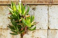 Succulents Carpobrotus edulis on the wall Royalty Free Stock Photo