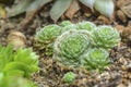 Natural composition of succulents close-up