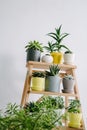 Succulents of colored pots on a wooden shelf. Royalty Free Stock Photo