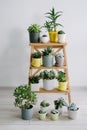 Succulents of colored pots on a wooden shelf. Royalty Free Stock Photo