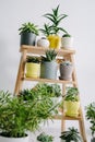 Succulents of colored pots on a wooden shelf Royalty Free Stock Photo