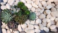 Succulents in combination with several types are arranged to be additional decorations in dry gardens