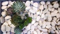 Succulents in combination with several types are arranged to be additional decorations in dry gardens