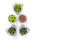 Succulents in concrete planters on white background