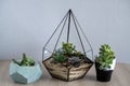 succulents concrete pots and glass vase mini garden