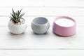 Succulents in concrete pots. Indoor cacti, indoor plants. Fashion trends in design