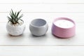 Succulents in concrete pots. Indoor cacti, indoor plants. Fashion trends in design