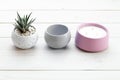 Succulents in concrete pots. Indoor cacti, indoor plants. Fashion trends in design