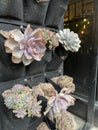 Succulents decoration near flower store