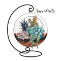 Succulents in a decorative aquarium for flowers. Graphics and watercolor spots. Vector.