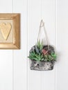 Succulents in decorative ceramic pot hanging on white wall.
