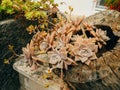 Succulents of Echeveria in the flowerbed. Cacti in the pot. Flow