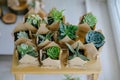 Succulents in an eco paper bag on gray background. Indoor plant store. Wooden sawn