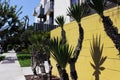 Succulents at the entrance to the house. A common plant in California.