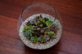 Succulents fairy garden in glass sphere terrarium