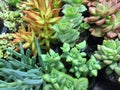 Succulents field Royalty Free Stock Photo