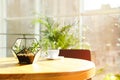 Succulents in florarium on table indoors. Trendy home interior with plants