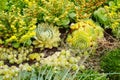 Succulents. flowerbed of perennials with thickened fleshy leaves.