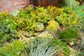 Succulents. flowerbed of perennials with thickened fleshy leaves.