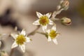 Succulents Flowers