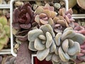 Succulents flowers. Echeveria Black Prince, Graptopetalum Paraguayense, Graptosedum Francesco Baldi and Adromischus