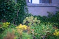 Succulents and flowers in the gardens just outside of the Alcatraz prison Royalty Free Stock Photo