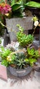 Succulents Gardens