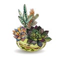 Succulents in glass aquariums. Colored sand. Flower decorative compositions. Graphics. Watercolor. Vector.