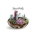 Succulents in glass aquariums. Flower decorative compositions. Graphics. Watercolor. Vector.