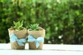 Succulents on green bokeh background