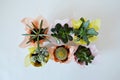 Succulents green house plants in tissue and kraft paper wrapping