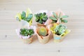 Succulents green house plants in tissue and kraft paper wrapping