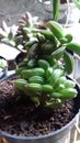 Succulents grow green love earth
