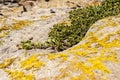 Succulents grow on scanty stony soil. Red center in the Australian desert, outback in Northern Territory, Australia Royalty Free Stock Photo