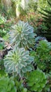 Succulents Growing at the Hunter Region Botanic Gardens