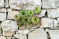 Succulents growing out of wall desire to live