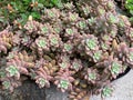 Succulents growing in a pot