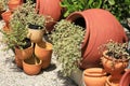 Succulents Growing in Terra Cotta