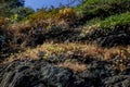 Succulents growning wild on rock above the ocean