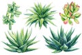 succulents, haworthia on isolated white background, watercolor illustration