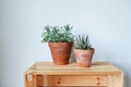 Succulents house plants senecio and haworthia in terracotta pots on wooden box