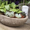 Succulents in a large ceramic pot Royalty Free Stock Photo