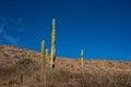 Succulents long tall cacti against the blue sky.