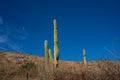 Succulents long tall cacti against the blue sky.