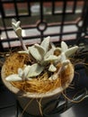 Succulents that look like deer antlers covered with white downy
