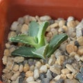 Succulents look like a mouth with teeth. succulent faucari. Royalty Free Stock Photo