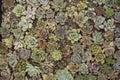 Succulents Royalty Free Stock Photo